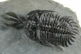 Short Trident Walliserops Trilobite - Timrzit, Morocco #350516-2